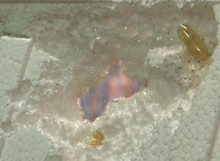 Phat hoang dau ca Omega 3 Trung Quoc an mon mieng xop