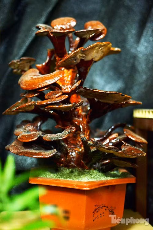 Một cây nấm linh chi bonsai với nhiều tầng, tán rộng.
