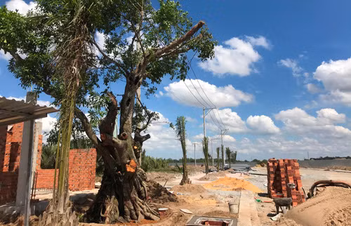 Lo dien “dai gia” bung cay Sop 200 nam lam…cua rieng-Hinh-2