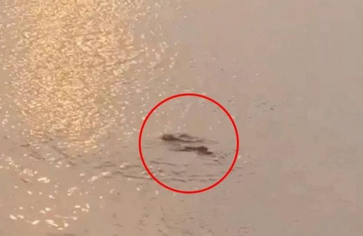 Ha Noi: Thuc hu thong tin vu ca sau xuat hien o ho Tay