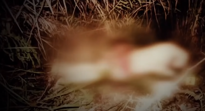 Ngày 7/11/2020, Trang cùng những người thân trong gia đình cùng đi tìm kiếm chị Bê. Đến khoảng 17h cùng ngày thì phát hiện thấy thi thể chị Bê ở dưới taluy âm cách mặt đường liên thôn Tà Xi Láng, Trạm Tấu - Văn Tứ, Đồng Khê khoảng 26m.