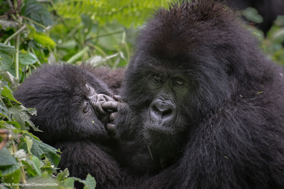 "Sau khi đi bộ khoảng vài tiếng đồng hồ để gặp gia đình khỉ đột này, chúng tôi may mắn thấy một vài chú khỉ đột con trong đàn. Tất cả những trò đùa của chúng đều rất thú vị và hài hước, chẳng hạn như chú khỉ đột con này đang ngoáy mũi khi mẹ của nó không để ý", tác giả của bức ảnh - Rick Beldegreen cho hay.