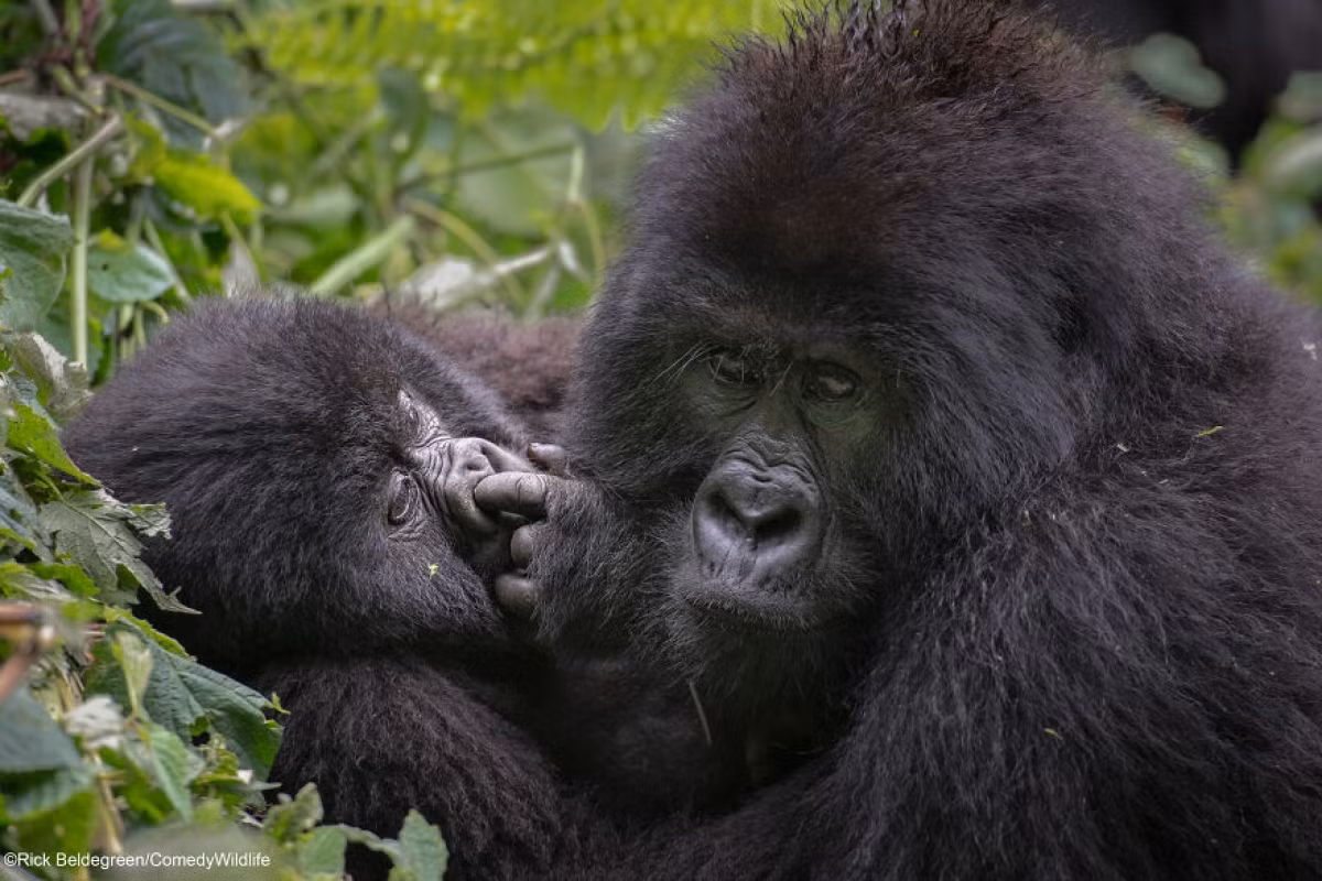 "Sau khi đi bộ khoảng vài tiếng đồng hồ để gặp gia đình khỉ đột này, chúng tôi may mắn thấy một vài chú khỉ đột con trong đàn. Tất cả những trò đùa của chúng đều rất thú vị và hài hước, chẳng hạn như chú khỉ đột con này đang ngoáy mũi khi mẹ của nó không để ý", tác giả của bức ảnh - Rick Beldegreen cho hay.