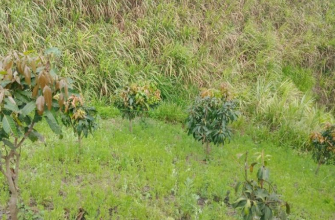  Phát hiện thi thể 1 học sinh trên nương mía: Ngày 12/4, UBND xã Chiềng Lương, huyện Mai Sơn, Sơn La cho biết, chiều 11/4, người dân khi đi làm nương đã phát hiện thi thể em H.V.V, 14 tuổi (trú tại địa bàn xã) có nhiều vết đâm từ sau lưng. Ngay khi phát hiện vụ việc, chính quyền địa phương cùng các lực lượng chức năng đã đến hiện trường điều tra, đồng thời hỗ trợ gia đình, mai táng nạn nhân theo phong tục địa phương.