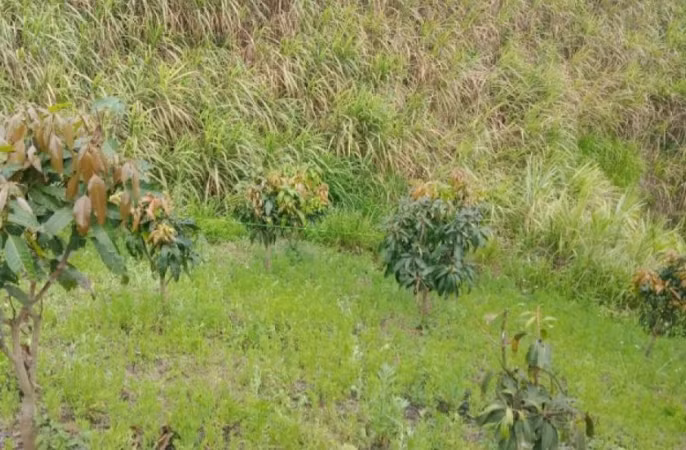  Phát hiện thi thể 1 học sinh trên nương mía: Ngày 12/4, UBND xã Chiềng Lương, huyện Mai Sơn, Sơn La cho biết, chiều 11/4, người dân khi đi làm nương đã phát hiện thi thể em H.V.V, 14 tuổi (trú tại địa bàn xã) có nhiều vết đâm từ sau lưng. Ngay khi phát hiện vụ việc, chính quyền địa phương cùng các lực lượng chức năng đã đến hiện trường điều tra, đồng thời hỗ trợ gia đình, mai táng nạn nhân theo phong tục địa phương.