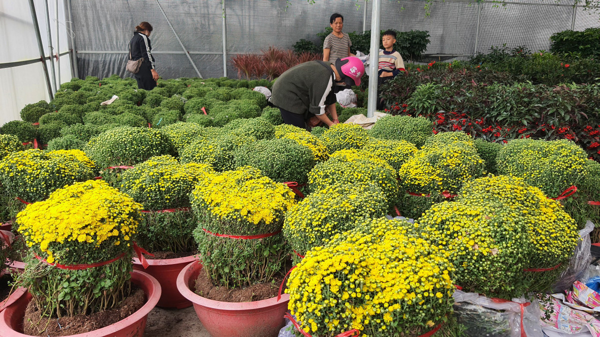 Những chậu cúc mâm xôi to, đã chúm chím nở được bán với giá 300-400 nghìn đồng.