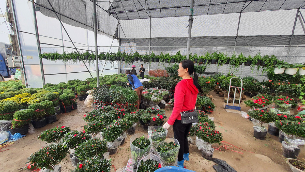 Do kinh tế năm nay bị ảnh hưởng, nhiều nhà vườn cũng tính toán để sản xuất, nhập hoa ở mức tương đối, phù hợp với nhu cầu thị trường.