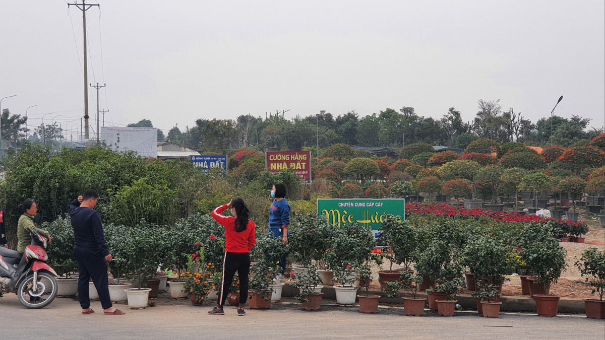 Xã Xuân Quan, tỉnh Hưng Yên - nằm ở phía Bắc của huyện Văn Giang, giáp ranh với Thủ đô Hà Nội. Đây là nơi có nghề trồng hoa nhiều năm qua mang lại hiệu quả kinh tế cao, tạo được nhiều công ăn việc làm ổn định cho người lao động. Hiện địa phương có 1.250 hộ trồng hoa cây cảnh, cây công trình với tổng diện tích là hơn 178 ha chiếm 77,2% diện tích đất nông nghiệp. 