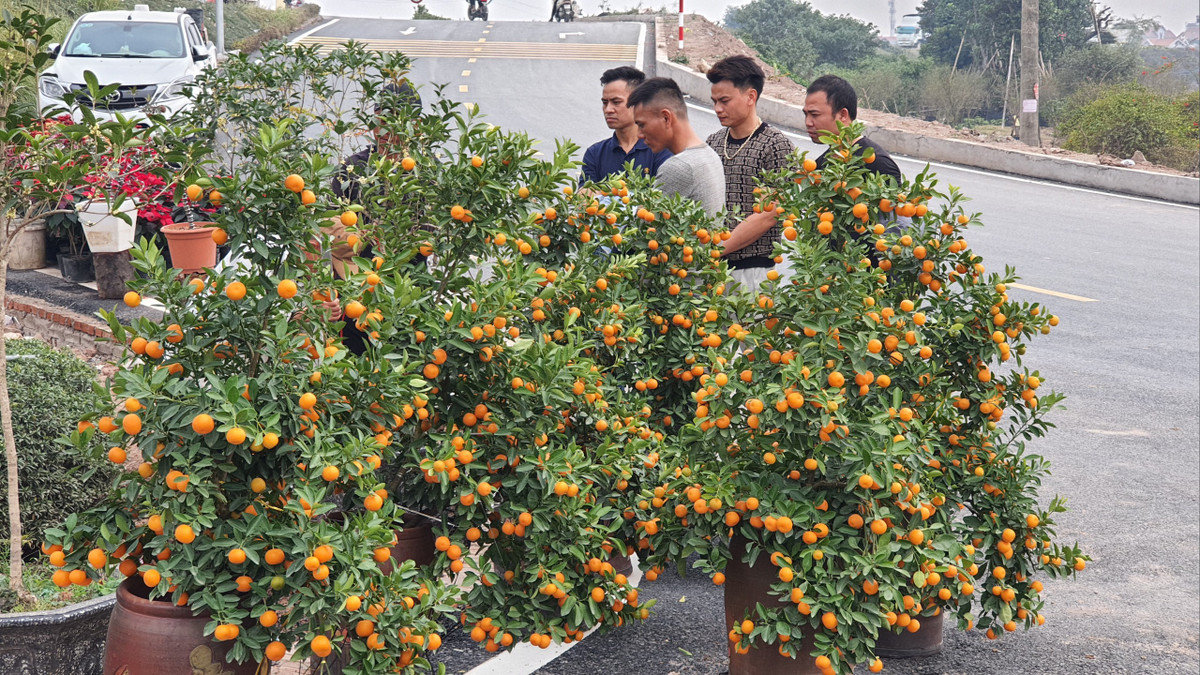 Mọi năm vào thời điểm cận Tết, lượng người đổ về chợ hoa Xuân Quan để mua buôn, mua lẻ và thưởng ngoạn hoa rất đông. Tuy nhiên năm nay do kinh tế khó khăn, sự sôi động, nhộn nhịp của làng hoa nổi tiếng suy giảm rõ rệt. Ngay từ đầu đường dẫn vào khu HTX hoa, cây cảnh Xuân Quan đã bày bán la liệt quất, mai, bưởi, mộc hương...