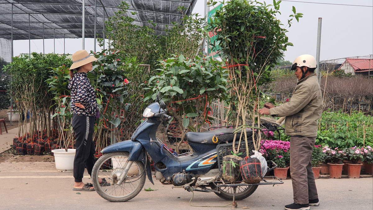 Rất nổi tiếng ở làng hoa là cây Mộc Hương, đây là loại cây chủ đạo, được người dân ươm, trồng quanh năm. Giá cây giao động từ 60 nghìn - 220 nghìn cây con giống, cho đến 800 nghìn những thân lớn hơn, có thể trồng làm cảnh, trang trí ngay sau khi mua.
