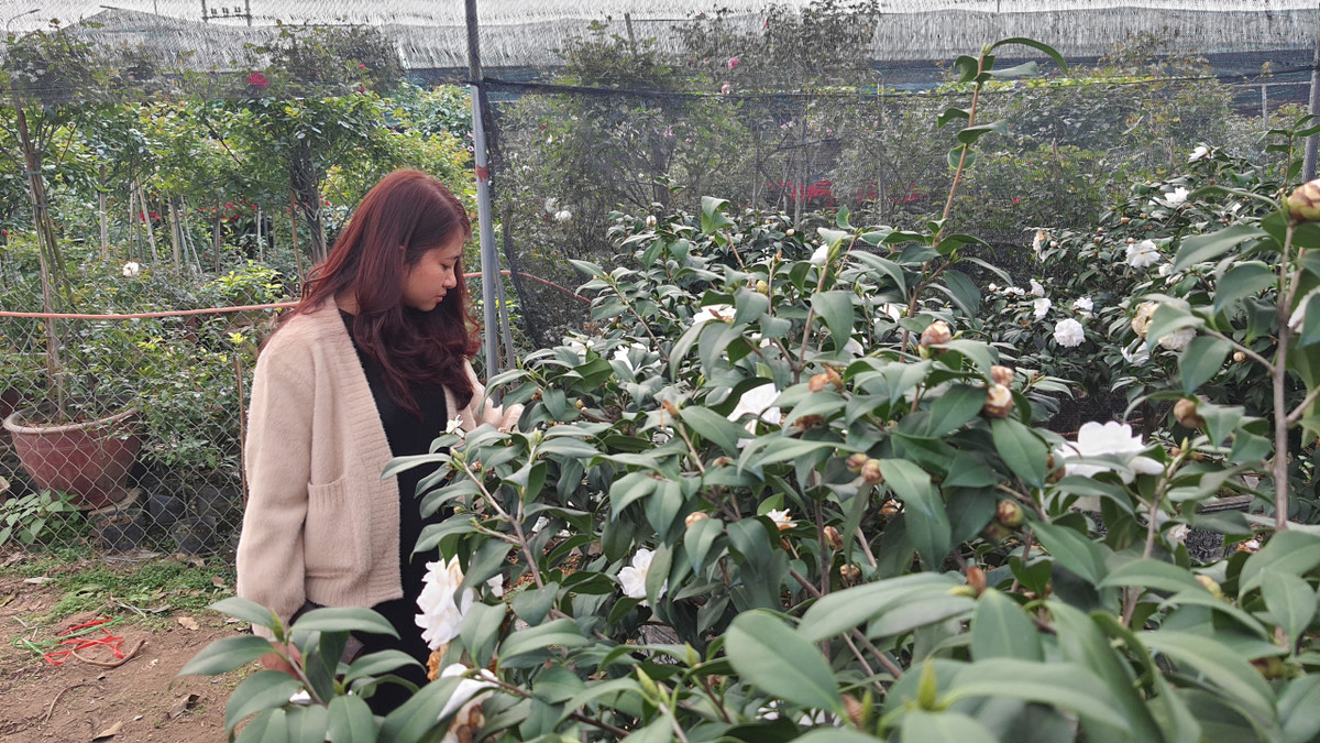 Hoa bạch mộc trà được rao bán giá 200 nghìn/ chậu.