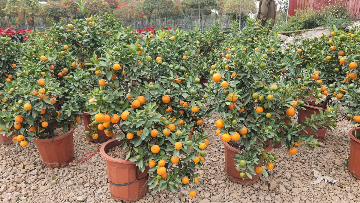 Những chậu quất thế thác đổ nhỏ được rao bán với giá 150-170 nghìn đồng, nếu người dân có nhu cầu mua số lượng nhiều, mua buôn từ 50 chậu trở lên giá còn 120 nghìn đồng.