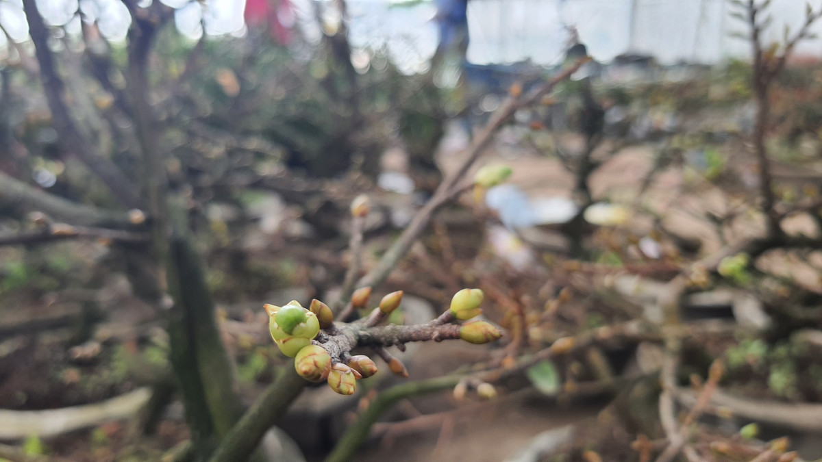Chủ nhà vườn cho biết, mai đang thì rộ nụ, nếu mua bây giờ chơi đúng dịp Tết thì hoa sẽ nở rộ, rất đẹp. Chủ nhà vườn cho biết thêm, dù năm nay đã hết dịch COVID-19, cuộc sống trở về bình thường nhưng ảnh hưởng của nó đến đời sống, kinh tế người dân quá lớn nên người trồng hoa cũng bị ảnh hưởng.