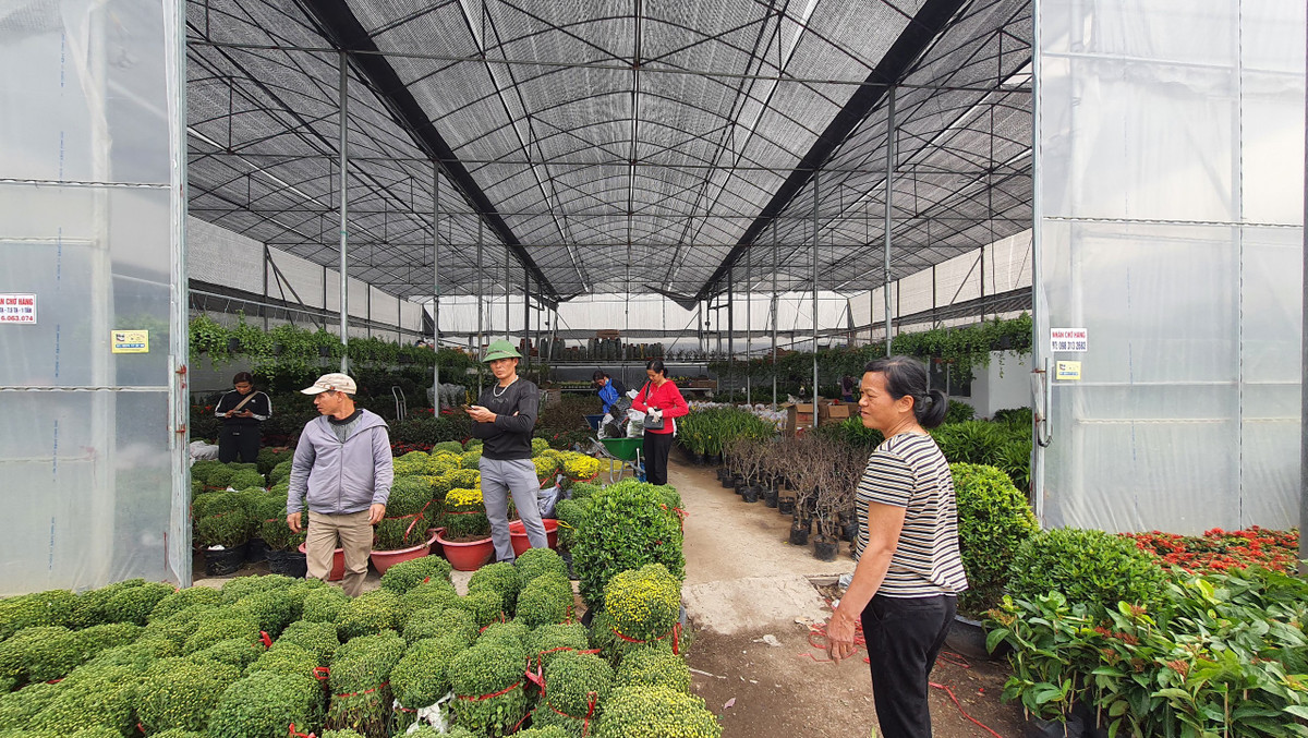 Do không phải cạnh tranh nhiều như mọi năm, các thương lái cũng thủng thẳng chọn cho mình những chậu hoa đẹp để về bán Tết.