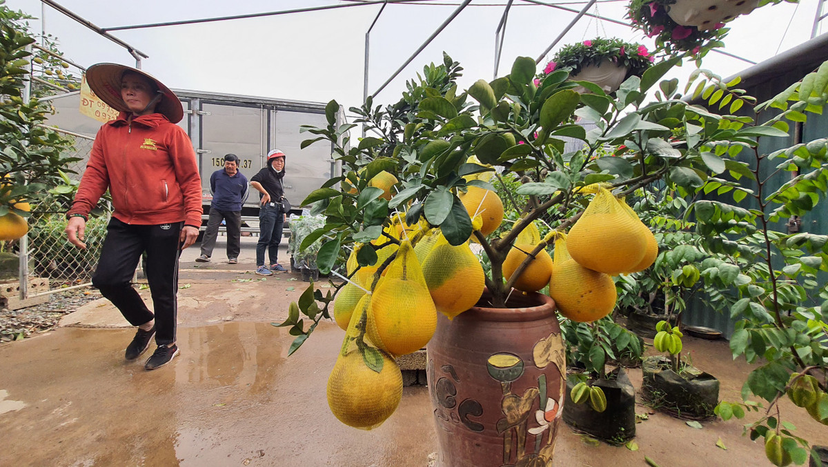 Bưởi thế được rao bán từ 1,2 triệu - 1,7 triệu đồng/ chậu.