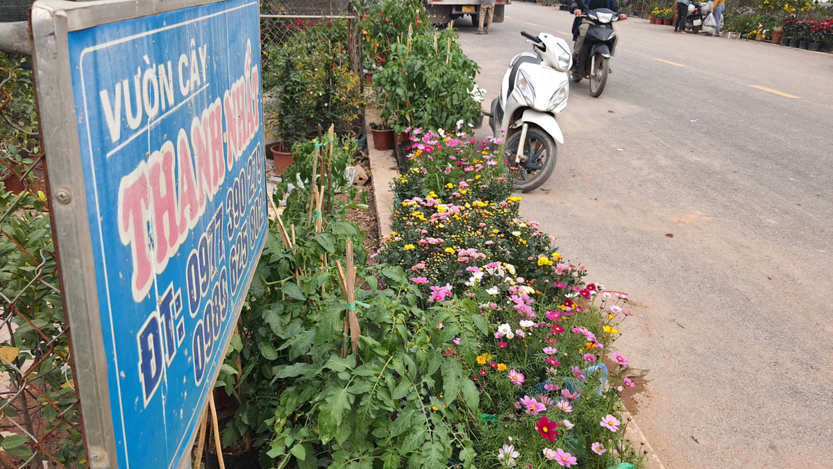 Ngoài đào, quất, bưởi... là những mặt hàng "hot" tại làng hoa thì các loại cây cảnh, hoa cảnh cũng là nét nổi bật ở Xuân Quan.