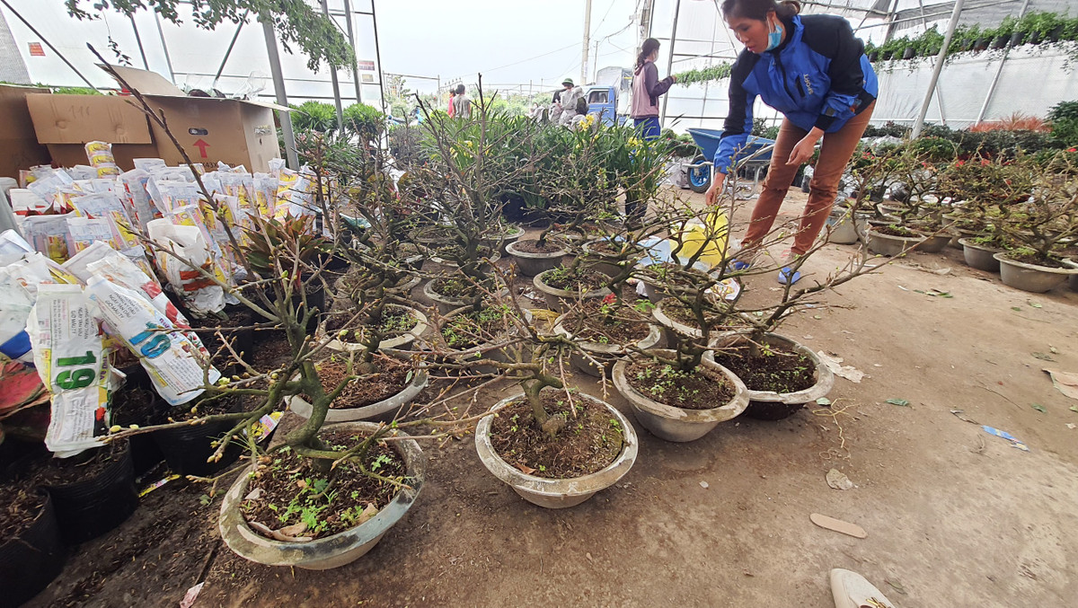 Những chậu mai vàng được nhà vườn Trúc Linh rao bán từ 300-400 nghìn đồng.