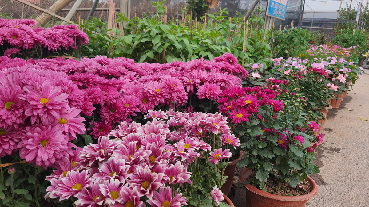 Tết đến Xuân về khi hỏi về mong ước của bà con làng nghề hoa Xuân Quan trong 2023, nhiều hộ chia sẻ, chỉ mong được các cấp, các ngành hỗ trợ nhiều hơn để bà con, ngành sản xuất hoa cây cảnh nơi đây phát triển theo hướng áp dụng khoa học công nghệ cao mang tính bền vững hơn, an toàn.