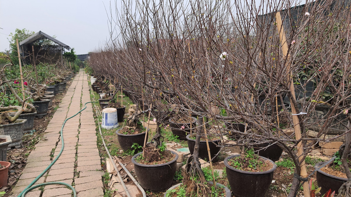 Mọi năm những vườn trồng đào thế này thu hút rất đông người dân đến mua hoa, chụp ảnh. Song năm nay cảnh tượng có vẻ đìu hiu hơn. Cảnh đào phai được chủ vườn rao bán giá từ 300-400 nghìn đồng/chậu