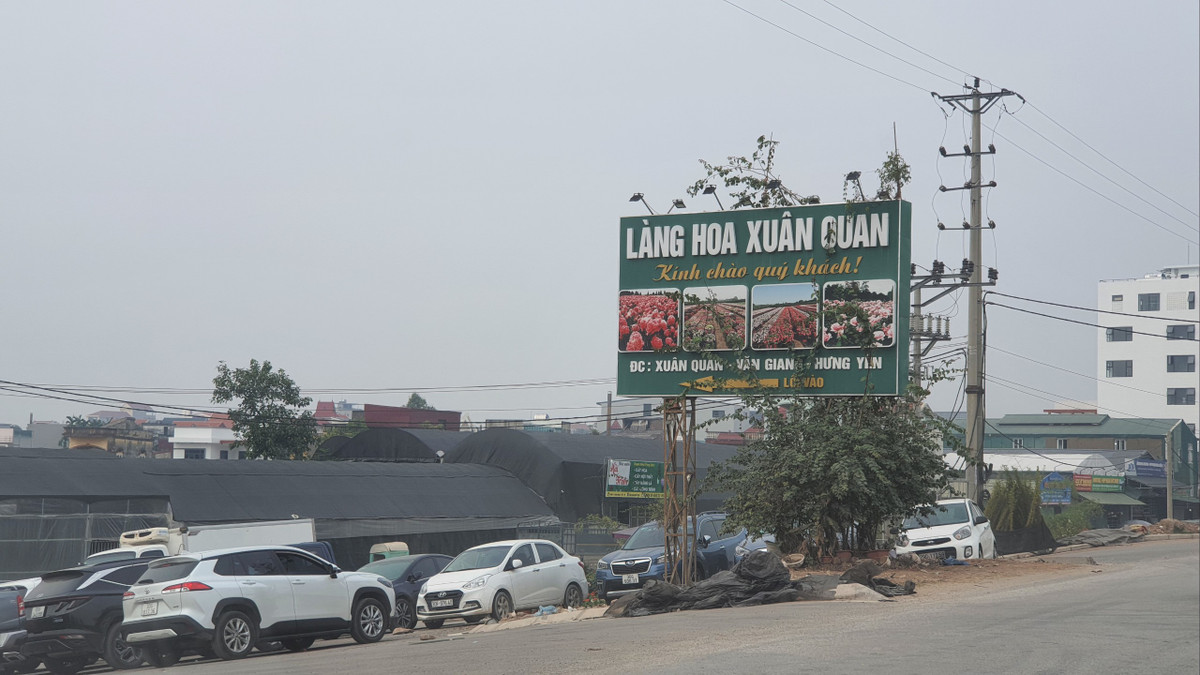 Những ngày cận Tết Nguyên đán 2023, làng hoa Xuân Quan, huyện Văn Giang, Hưng Yên tấp nập, nhộn nhịp hơn. Tuy nhiên, nhiều Hợp Tác Xã trồng hoa, cây cảnh tại đây cho biết: Năm nay thời tiết tương đối ủng hộ nhưng hậu quả của dịch COVID-19 vẫn còn rất nặng nề, nên năm nay, thị trường hoa cây cảnh vẫn chưa thể khởi sắc.