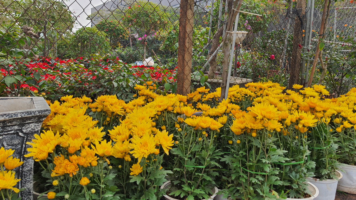 Hoa cúc là mặt hàng không thể thiếu mỗi dịp tết đến xuân về. Hoa được bán theo bông hoặc theo chậu. Giá cả tùy từng thời điểm và nhu cầu người dân.