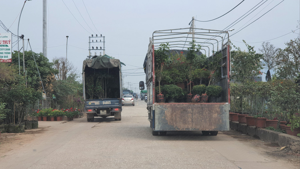Theo các chủ nhà vườn, mọi năm từ giữa tháng 11 âm lịch đến tháng 12 âm lịch là xe ô tô chật kín các ngả đường để đóng hàng chở đi các tỉnh. Tuy nhiên năm nay tình hình ảm đạm hơn.
