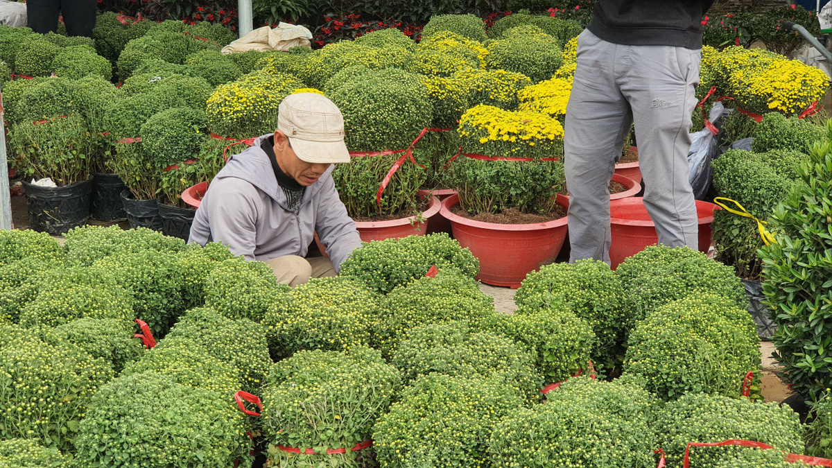 Cúc mâm xôi được rao giá 200 nghìn/ chậu nhỏ.