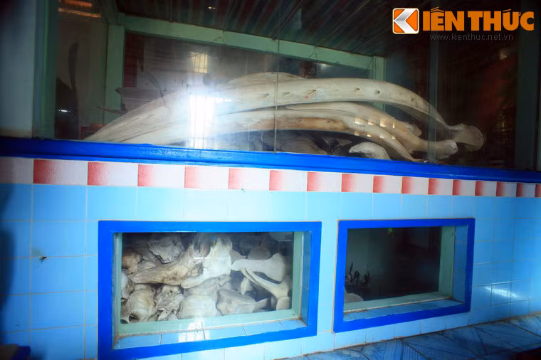 Bộ xương cá voi lớn nhất được đặt ở ngăn kính trên cùng, các ngăn dưới là nhiều bộ xương trung bình và nhỏ được xếp chồng lên nhau.