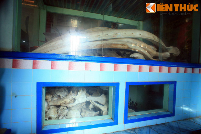 Cũng như vạn Thủy Tú, vạn vạn Phước Lộc lưu giữ một lượng xương cá Ông rất lớn. Các bộ xương này được bảo quản bằng tủ kính có nhiều ngăn đặt trong vạn, bộ lớn nhất được đặt ở ngăn kính trên cùng, các ngăn dưới là nhiều bộ xương trung bình và nhỏ được xếp chồng lên nhau.