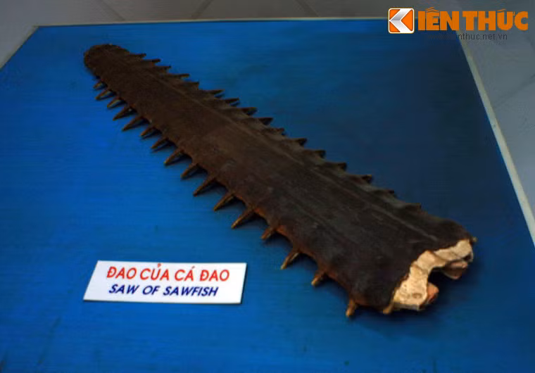 "Hung khí" của một con cá đao kích cỡ khủng.