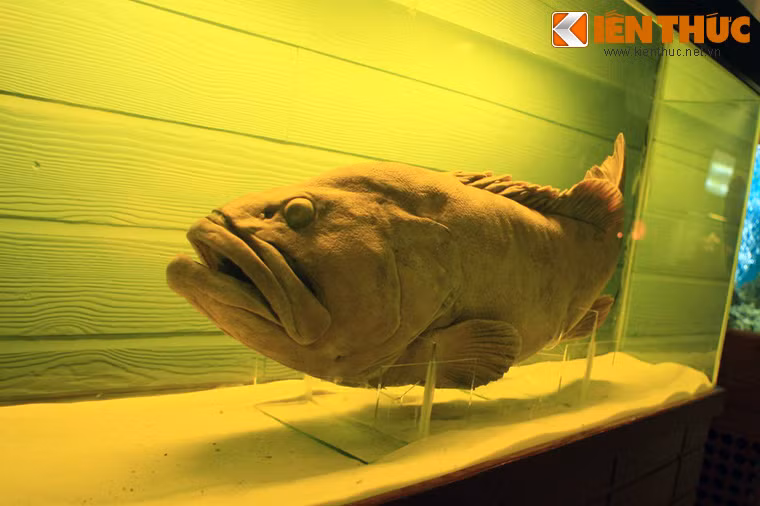 Xác ướp của con cá mú dài đến 1 mét này trông không ngon miệng tẹo nào.