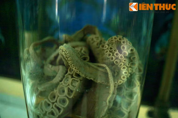 Nếu bạn mắc hội chứng sợ lỗ, xúc tu của con bạch tuộc này sẽ khiến bạn sởn gai ốc.