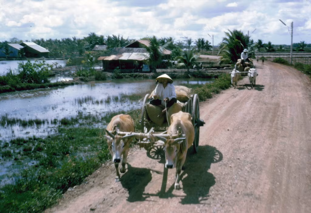 Người dân chở nông sản bằng xe bò trên đường làng.