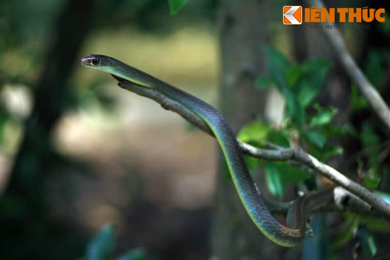 Khu vực đầu tiên gồm những bể lộ thiên cỡ lớn, có tường trơn để rắn không trèo được ra ngoài, bên là tiểu đảo trong trồng các loài cây, bố trí địa hình phù hợp với sinh cảnh của từng loài rắn khác nhau như rắn ráo, rắn hổ mèo, rắn ri voi, rắn ri cá...