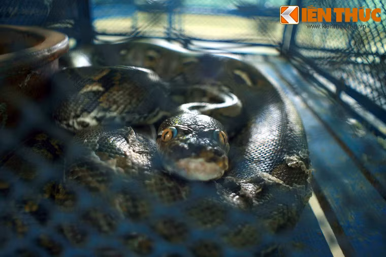 Bên trong chuồng là những chú trăn khổng lồ nằm cuộn tròn, đôi mắt giương lên đáng vẻ đáng sợ.