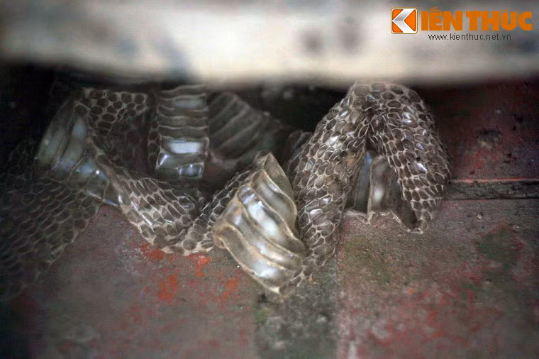 Cận cảnh bộ da lột của một chú rắn hổ chúa.