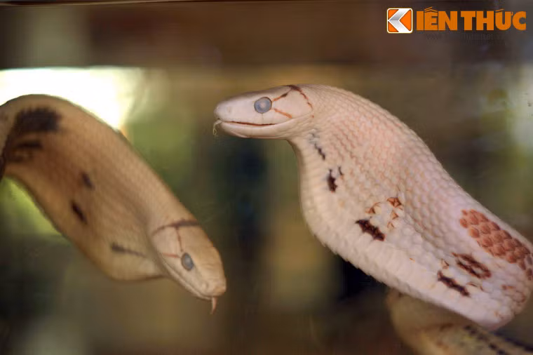 Đây là bộ sưu tập khá hoàn chính các loài rắn Việt Nam, từ các loài kịch độc như hổ chúa, hổ mang, cạp nong... đến những loài rắn lành như bông súng, lục cườm, hổ ngựa...