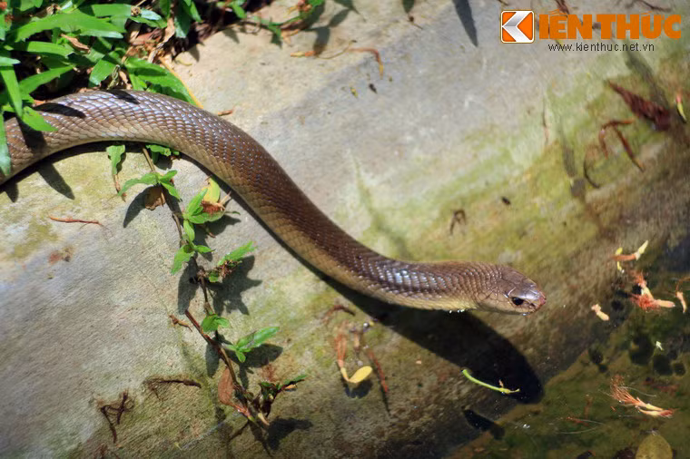 Các bể nuôi này được thả nhiều ếch nhái, ễnh ương... là nguồn thức ăn tự nhiên của rắn. Có thể nói điều kiện sống của rắn ở khu vực này rất gần với trong thiên nhiên.