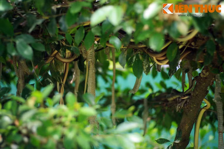 Ngày nay, trại rắn Đồng Tâm được quy hoạch như một khu du lịch sinh thái rộng khoảng 30ha, địa chia làm các khu vực khác nhau.