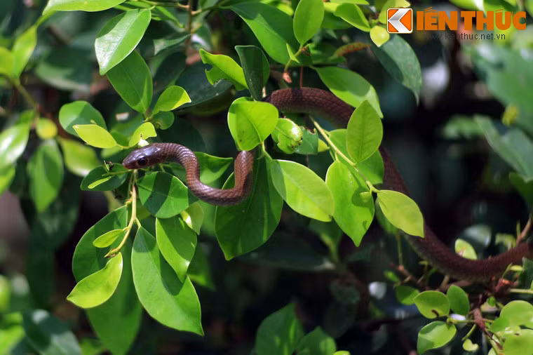 Trại rắn được thành lập vào năm 1979 theo sáng kiến của Trung tá Trần Văn Được. Là một người có kiến thức sâu rộng, am tường và say mê các loài rắn, Trung tá Được muốn xây dựng một trại rắn đa dạng để lấy huyết thanh kháng nọc rắn và góp phần vào việc xuất khẩu nọc rắn.