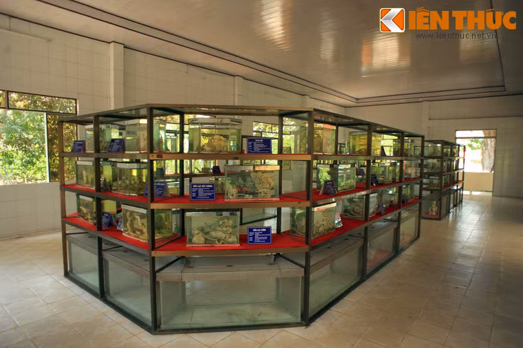 Khu bảo tàng rắn là nơi lưu trữ tiêu bản của hàng chục loài rắn khác nhau.