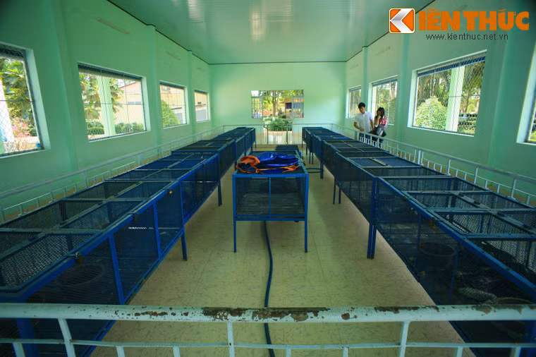 Khu nuôi trăn là một tòa nhà lớn, bên trong có hàng chục chuồng sắt xếp thành hai dãy.