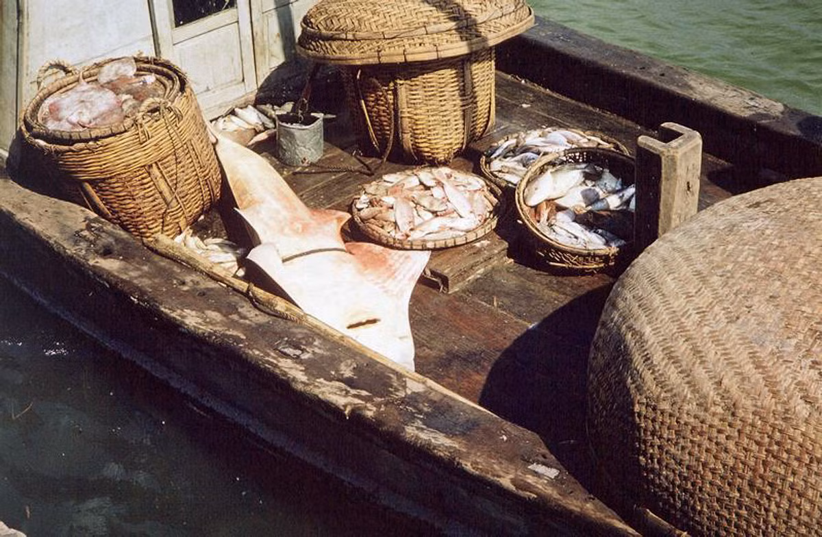 Các loại cá mới đánh bắt được bày trên khoang tàu. Có cả một chú cá mập.