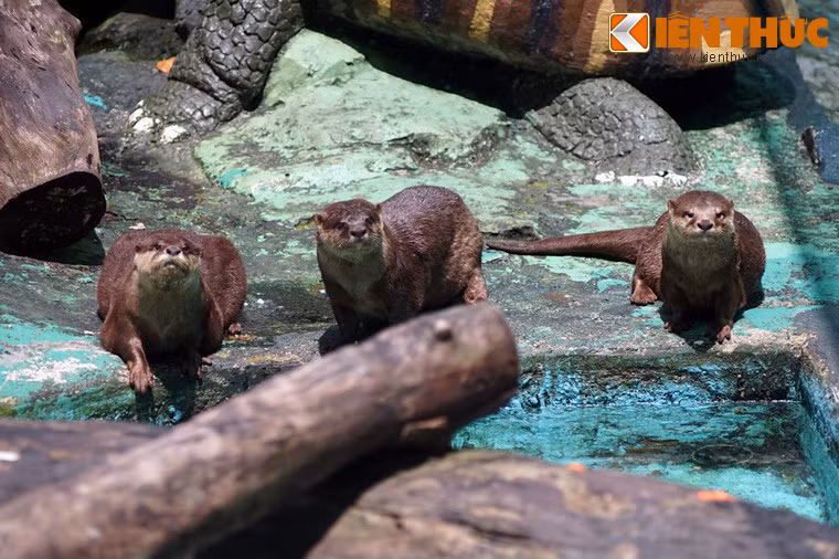 Tập tính sinh sản của loài vật này chưa được nghiên cứu chi tiết. Thời gian mang thai của chúng được xác định khoảng 63 ngày, mỗi lứa đẻ 2-3 con. Con sơ sinh yếu và chưa mở mắt.