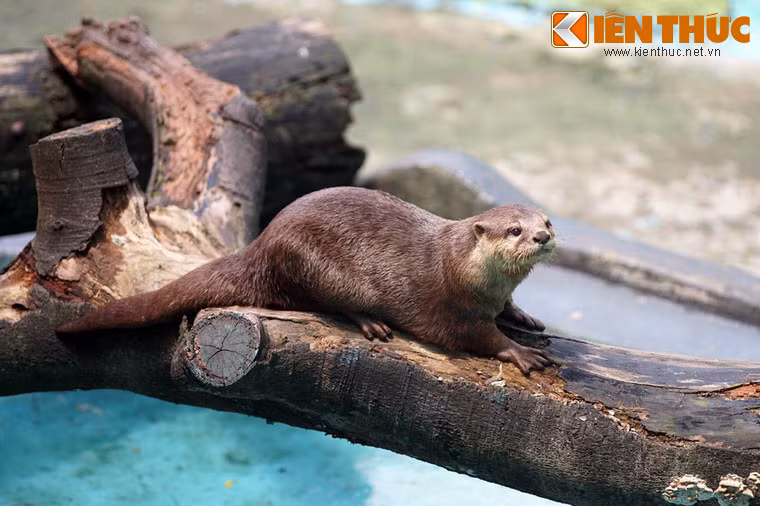 Trước đây rái cá lông mượt có số lượng quần thể khá phong phú ở Việt Nam, nhưng hiện nay do săn bắt và môi trường, nơi sống bị suy thoái nên vùng phân bố bị thu hẹp nhiều và số lượng giảm sút nghiêm trọng.