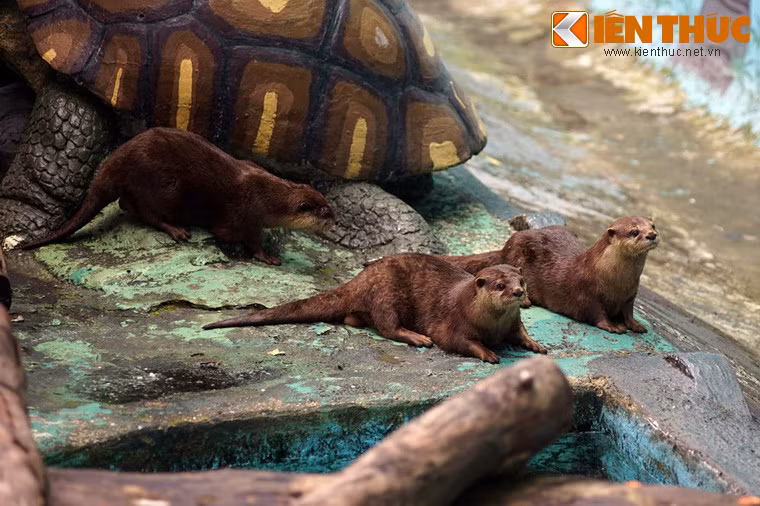 Đây là một loài động vật thuộc họ chồn, tên khoa học là Lutrogale perspicillata, có địa bàn phân bố khá rộng ở Việt Nam. Chúng đã được ghi nhận ở Quảng Ninh, Đắk Lắk, Lâm Đồng...