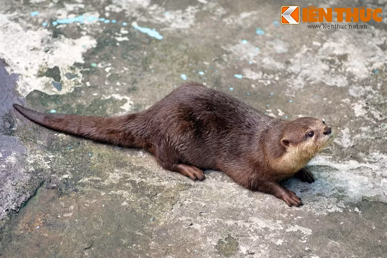 Với ngoại hình siêu dễ thương, rái cá lông mượt là loài vật có thể làm tan chảy trái tim của những người yêu thích động vật hoang dã. Ảnh chụp tại Thảo Cẩm Viên Sài Gòn.