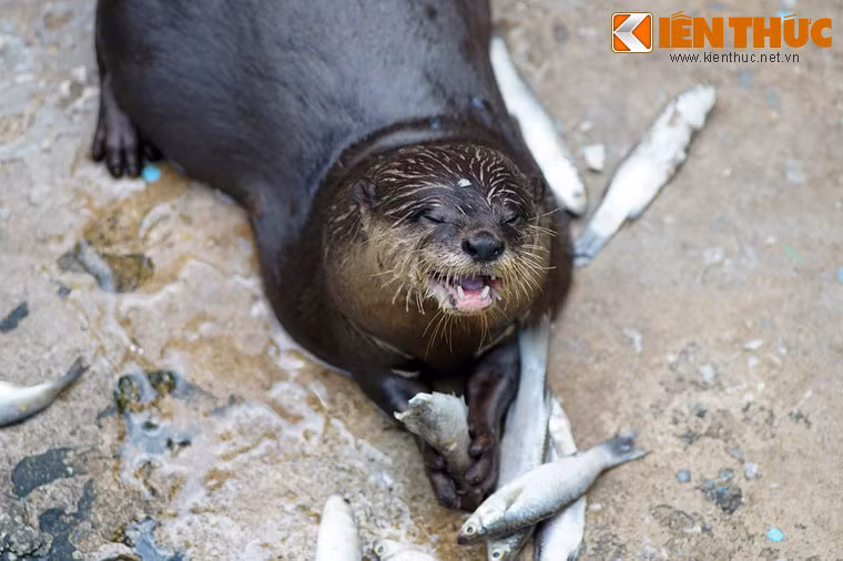 Cuộc sống của rái cá lông mượt gắn liền với các thuỷ vực như bờ biển, sông ngòi, khe suối, thức ăn chủ yếu là cá, sau đến các loài khác như cua, ốc, ếch nhái, lưỡng cư… Khi bơi chân chúng áp sát thân, dùng đuôi để bơi như mái chèo.