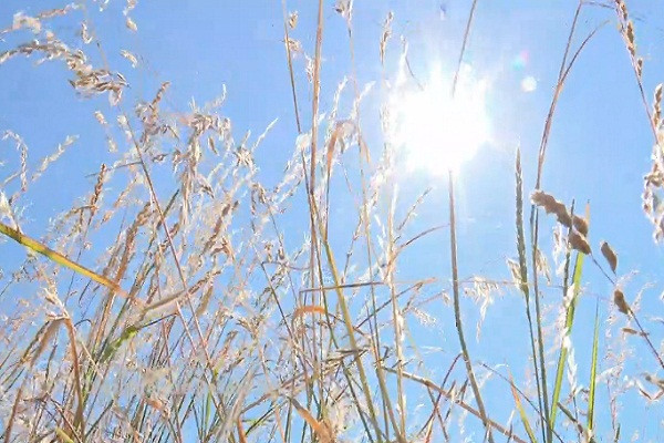 Đáng chú ý, làng Lytton ở tỉnh bang British Columbia hôm 29/6 ghi nhận mức nhiệt 49,5 độ C, cao nhất mọi thời đại tại quốc gia này. Ảnh: CBC.