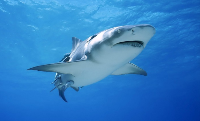 Sự thật bất ngờ về quốc đảo vừa ghi nhận ca COVID-19 đầu tiên - Hình 10 Su that bat ngo ve quoc dao vua ghi nhan ca COVID-19 dau tien-Hinh-10